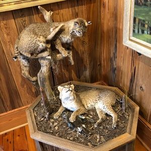 Meet your Posher, Rollins